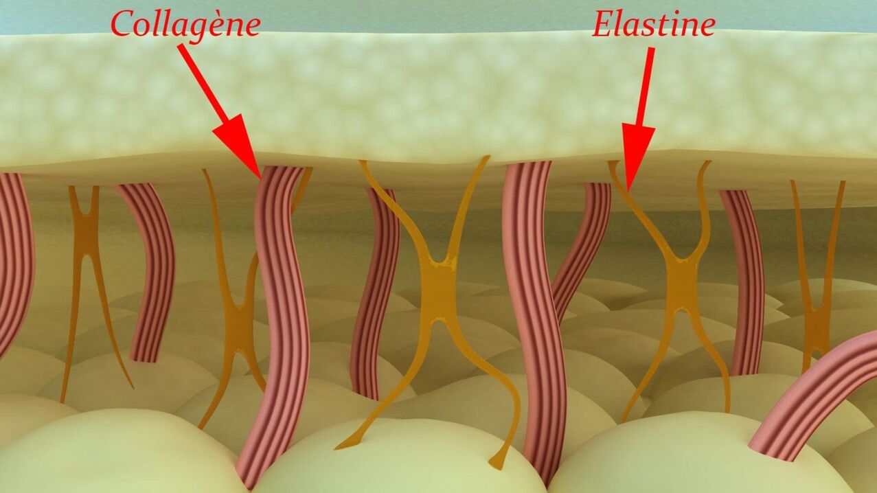 Collagene ed elastina - proteine ​​strutturali della pelle